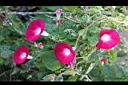 紫花牽牛-花04.jpg