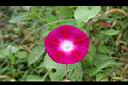 紫花牽牛-花05.jpg
