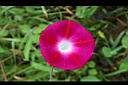 紫花牽牛-花07.jpg