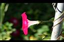 紫花牽牛-花側05.jpg