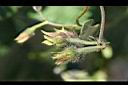 紫花牽牛-青實2.jpg