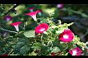 紫花牽牛07.jpg