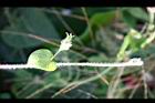 紫花牽牛-枝00.jpg