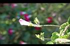 紫花牽牛-枝01.jpg