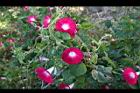 紫花牽牛-花02.jpg