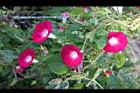 紫花牽牛-花03.jpg