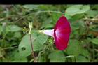 紫花牽牛-花側02.jpg