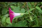 紫花牽牛-花側03.jpg