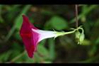 紫花牽牛-花側12.jpg