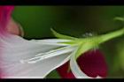 紫花牽牛-花蕊2.jpg