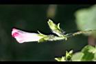 紫花牽牛-花謝0.jpg
