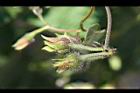紫花牽牛-青實1.jpg