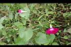 紫花牽牛12.jpg