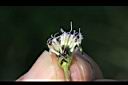 紫花藿香薊-種子01.jpg