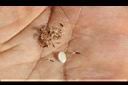 紫花藿香薊-種子14.jpg