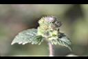 紫花藿香薊-花17.jpg