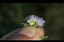 紫花藿香薊-花20.jpg