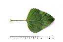 紫花藿香薊-葉正00.JPG