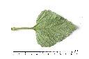 紫花藿香薊-葉背00.JPG