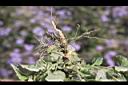 紫花藿香薊-鬚根0.jpg