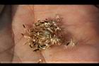 紫花藿香薊-種子07.jpg