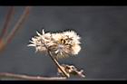 紫花藿香薊-種子09.jpg