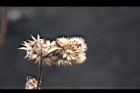 紫花藿香薊-種子10.jpg