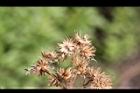 紫花藿香薊-種子11.jpg
