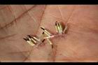 紫花藿香薊-種子12.jpg