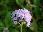 紫花藿香薊-花09.JPG