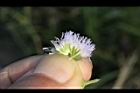 紫花藿香薊-花19.jpg