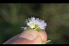 紫花藿香薊-花21.jpg