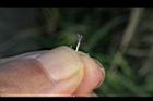 紫花藿香薊-花22.jpg
