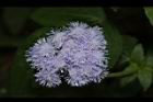 紫花藿香薊-花26.JPG