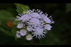 紫花藿香薊-花27.JPG