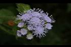 紫花藿香薊-花28.JPG