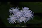 紫花藿香薊-花29.JPG