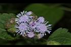 紫花藿香薊-花30.JPG