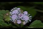 紫花藿香薊-花31.JPG