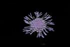 紫花藿香薊-花46.JPG