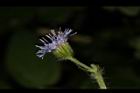 紫花藿香薊-花49.JPG