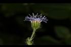 紫花藿香薊-花53.JPG