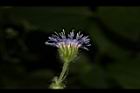 紫花藿香薊-花54.JPG
