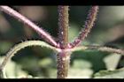 紫花藿香薊-莖00.jpg