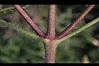 紫花藿香薊-莖01.jpg