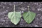 紫花藿香薊-葉03.jpg