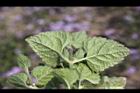 紫花藿香薊-葉序00.jpg