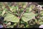 紫花藿香薊-葉序03.jpg