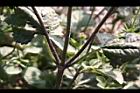 紫花藿香薊-葉序09.jpg