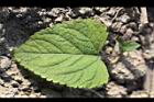紫花藿香薊-葉正03.jpg